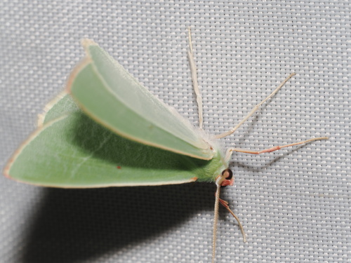 iNaturalist observation photo of Nemoria