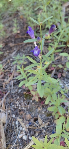 iNaturalist observation photo of Grayleaf Skullcap