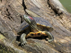 Trachemys scripta