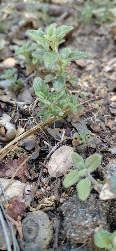 iNaturalist observation photo of Yellow monardella