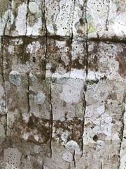 Plagiolepis alluaudi