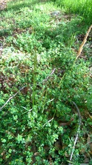 Sphenopholis obtusata