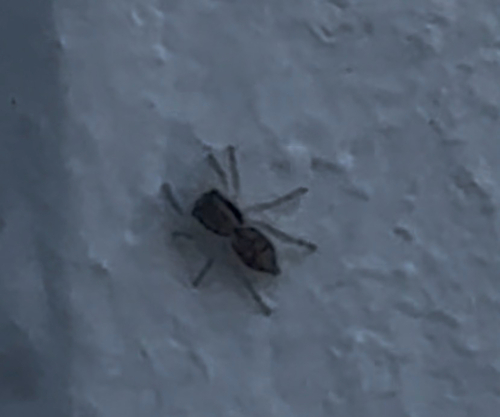 Gray Wall Jumping Spider