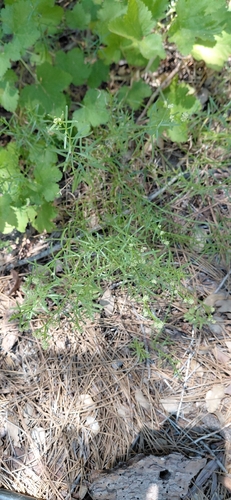 iNaturalist observation photo of Narrow-leaved Bedstraw