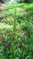 Sphenopholis obtusata