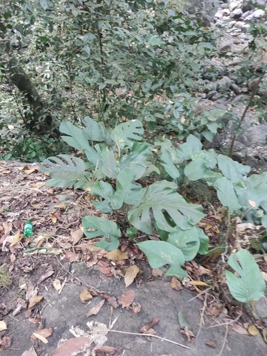 Rhaphidophora pertusa, photograph 2