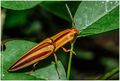 Semiotus serraticornis