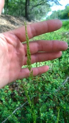 Sphenopholis obtusata