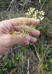 Tiedemannia filiformis image