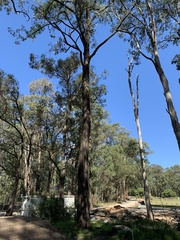 Eucalyptus fibrosa