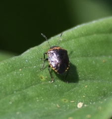 Cosmopepla uhleri