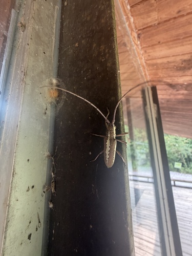 Fig Tree Borer photo 4