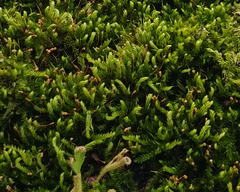 Bryophyta