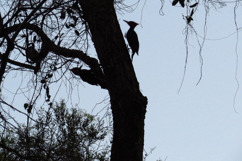 Cream-backed Woodpecker
