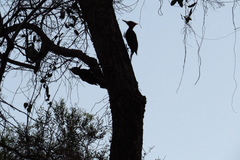 Campephilus leucopogon