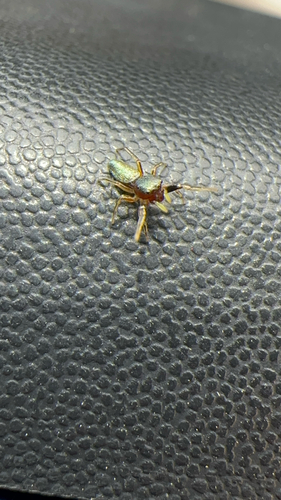 Thin-spined Jumping Spider