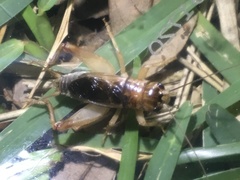 Anurogryllus arboreus