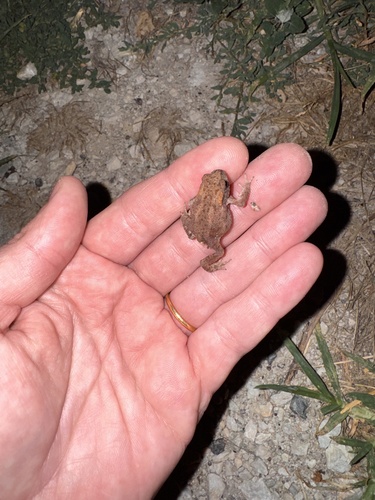 European Toad