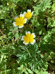 Limnanthes