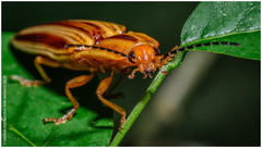 Semiotus serraticornis