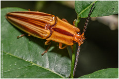 Semiotus serraticornis