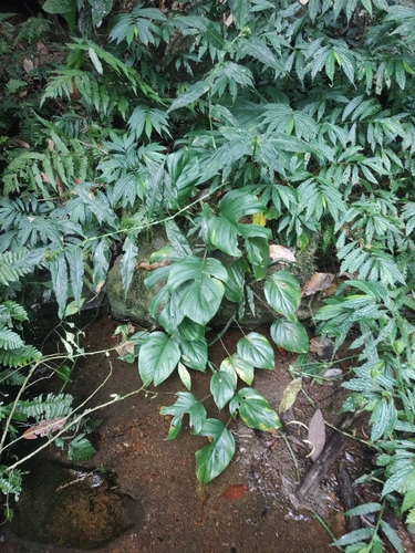 Rhaphidophora pertusa
