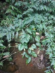 Rhaphidophora pertusa, photograph (c) Ashwin, some rights reserved (CC BY)