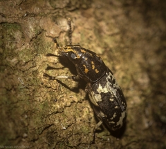 Basitropis relicta