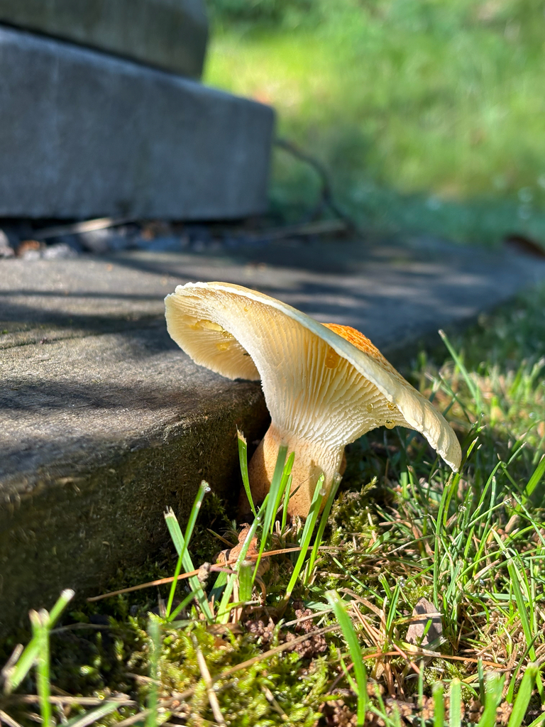 Trainwrecker · June 2026 · photo: Photo: (c) delognut, some rights reserved (CC BY) · iNaturalist