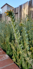 Amsinckia
