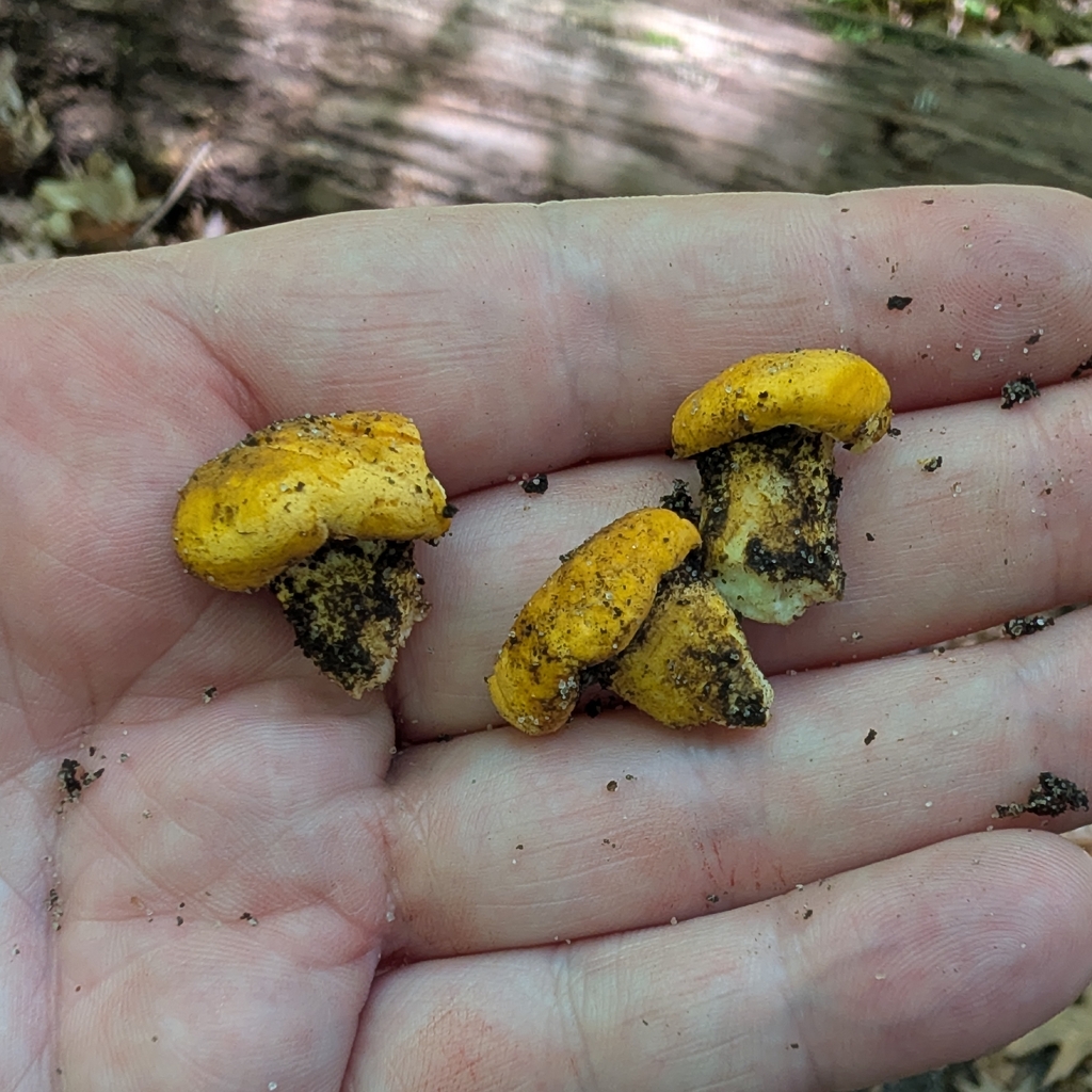 Ghost chanterelle