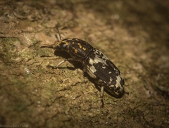 Basitropis relicta