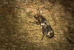 Basitropis relicta