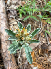 Gamochaeta purpurea