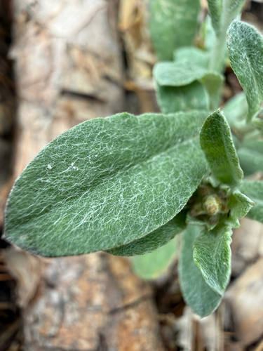 Gamochaeta purpurea, photograph 6