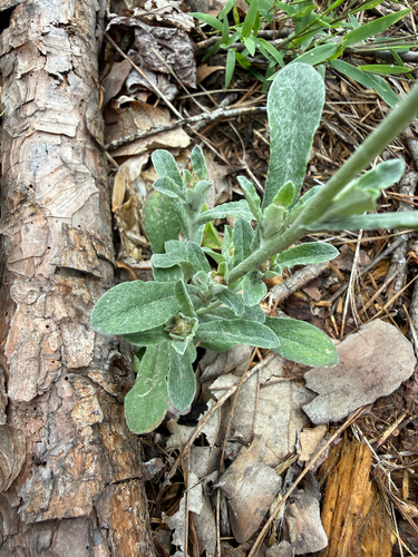 Gamochaeta purpurea, photograph 4