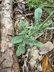Gamochaeta purpurea, photograph (c) V. Ross Johnson, some rights reserved (CC BY-SA)