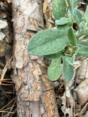 Gamochaeta purpurea, photograph (c) V. Ross Johnson, some rights reserved (CC BY-SA)