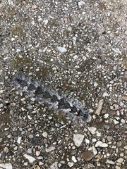 Lasiocampidae