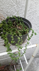 Curio rowleyanus