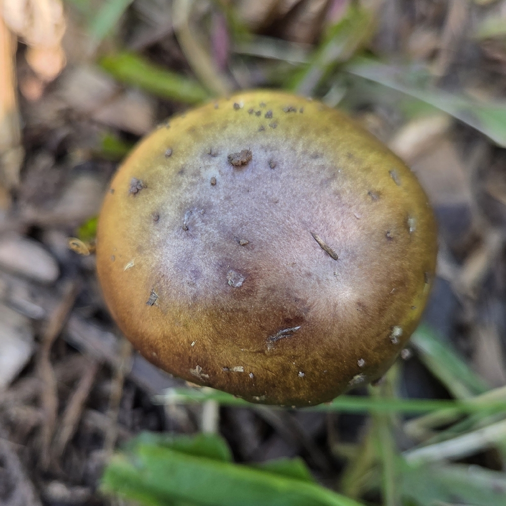 Wine-cap Stropharia · June 2026 · photo: Photo: (c) S Boisvert, some rights reserved (CC BY) · iNaturalist