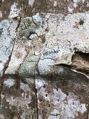 Plagiolepis alluaudi