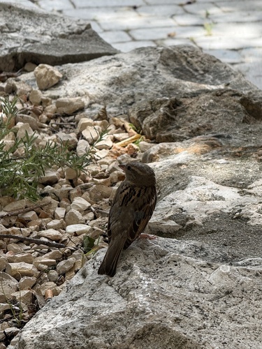 House Sparrow