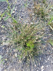 Eleocharis geniculata