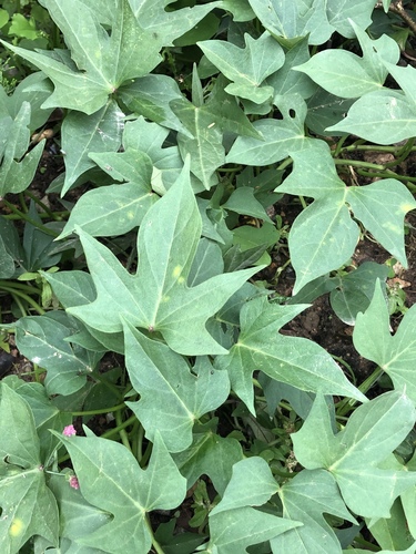 sweet potato