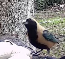 Burnished-buff Tanager
