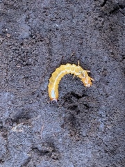 Dendroides canadensis