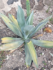 Agave weberi