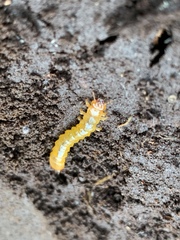 Dendroides canadensis