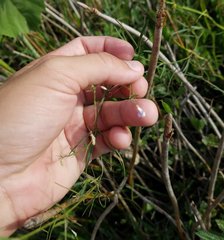 Vicia acutifolia